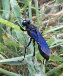 We did not find results for: Great Black Wasp Wasp Insect Wasp Tarantula Hawk