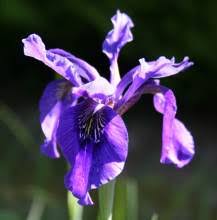Image result for Gladiolus trichonemifolius