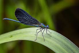 El caballito del diablo azul (calopterix virgo) es una especie de odonato zigóptero de la familia calopterygidae. Caballito Del Diablo Caracteristicas Alimentacion Habitat Reproduccion Depredadores