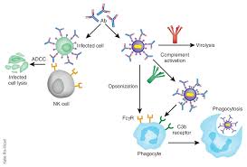 Type Ii Hypersensitivity Reaction Mechanism And Examples