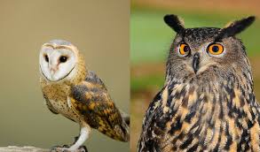Diferencia Entre Buho Y Lechuza Que Diferencia Diferencias entre búho y lechuzas. diferencia entre buho y lechuza que