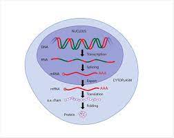 Gene Expression List Of High Impact Articles Ppts Journals Videos