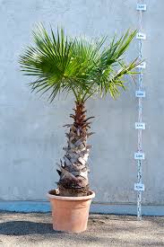 Deira, port saeed, emirates natl investment tower. Washintonia Palme Verleih Botanikum Munchen