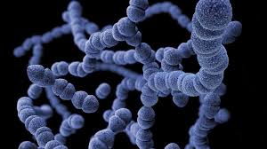 Image result for Group D Streptococcus