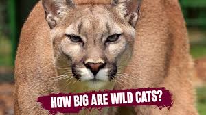 Images & pictures of animals pumas wallpaper download 93 photos. Size And Visual Characteristics Of Pumas In The Wild Educational Cougar Video Youtube