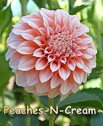 Pin On Flowers Dahlias