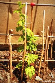 How to grow karela at home, how to grow bitter gourd, करेला घर पर आसानी से उगाए. Queentulip First Bitter Gourd Or Bitter Melon Plant Queentulip