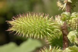 Image result for Xanthium