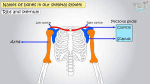 It is typically made out of hard, rigid tissue that supports the form of the animal's body and protects vulnerable organs. Names Of Bones Of Human Skeleton Science Grade 5 Tutway Youtube
