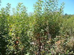 Image result for Clutia pulchella