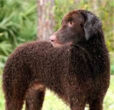 Find curly coated retrievers for sale on oodle classifieds. Curly Coated Retriever Curly Coated Retriever Sporting Dogs Breeds Dog Breeds