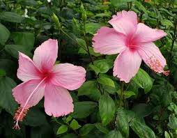 Hibiscus trees can either be really full at the top or have long wispy branches. Dainty Pink Hibiscus La France Hibiscus Tropical Plants Almost Eden