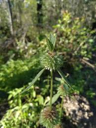 Image result for Leucas martinicensis