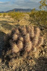 Saguaro cacti grow at lower altitudes due to their intolerance of cold temperatures or extended periods of frost. 4 778 Cactus Desert Mojave Photos Free Royalty Free Stock Photos From Dreamstime