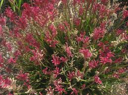 Kangaroo Paws The Smarter Gardener