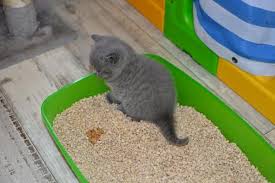 The kidney stones are tiny in size initially, but they can increase to the size of a tennis ball. Blood In Cat Urine Effective Home Remedies