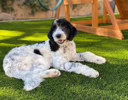 Today i show off her skills and talk about how. Arizona Goldendoodles English Doodles And Cavapoos At Az Doodle Ranch Home
