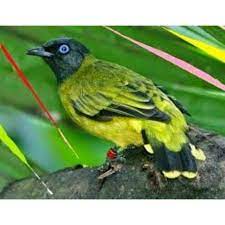 Melakukan pemasteran burung peliharaan merupakan sebuah proses untuk meningkatkan kualitas suara kicauan burung itu sendiri, dan hal. Jual Burung Kutilang Sutra Jakarta Selatan Chiprutbird Tokopedia