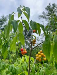 Image result for Allophylus