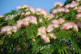 We did not find results for: On Seedpods Pine Cones And Trees Magnalia Homestead Foundation