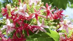 Check spelling or type a new query. 7 Cara Menanam Melati Belanda Bagi Pemula Ilmubudidaya Com