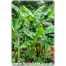 Check spelling or type a new query. Musa Basjoo Japanese Fiber Banana Flora Toskana