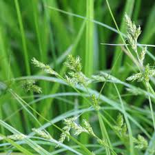 Image result for Carex leptosaccus