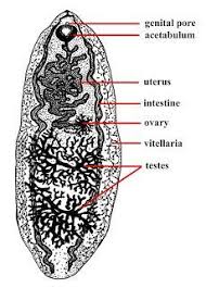 Snails, carp, and over 40 additional species of fish have been known to be intermediate hosts to this fluke. Pin On Digenea