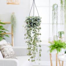 Image result for Ceropegia linearis