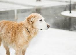 Two standardized purebred parents were bred to produce a 50/50 blend. Golden Retriever Snow Nose What Causes It First Time Dog Mom
