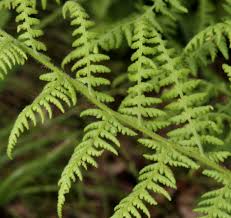 Image result for Dennstaedtiaceae