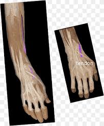 We did not find results for: Extensor Digiti Minimi Muscle Png Images Pngwing