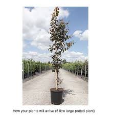 No matter if it is a dwarf fruit tree or not, you need a good size pot. Crab Apple Coccinella Plants Thompson Morgan
