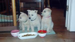 There's no doubting the fact that german shepherds love to work! White German Shepherd Beauties Home Facebook