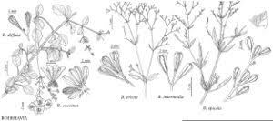 Image result for Boerhavia diffusa
