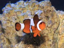 Ocellaris Clownfish Amphiprion Ocellaris False Percula