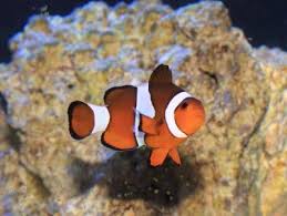 ocellaris clownfish amphiprion ocellaris false percula