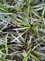 Image result for Ophiopogon