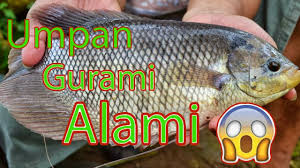 Sejak dulu bermimpi buku mimpi melihat ikan besar akan selalu dikaitkan dengan dunia supranatural. Umpan Ikan Gurami Umpan Ikan Gurame Alami Paling Jitu Kolam Maupun Liar Youtube