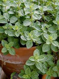Oregano Seeds Usa Organic Heirloom Summer Herbs Seed Thyme Rosemary Basil Dill Sage Herb Garden Non Gmo Fresh 2021 Growing Fast Shipping Oregano Plant Oregano Seeds Herb Seeds
