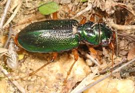 Image result for Tridactyle virginea