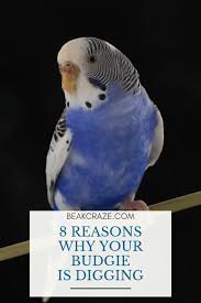 8 Reasons Why Your Budgie Is Digging Beak Craze