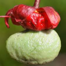 Image result for Ochna arborea