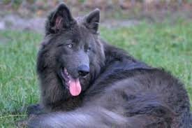 They have a very good life here on a green days farm. Blue German Shepherd Puppies For Sale Online Shopping