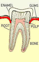 In astfel de cazuri durerile in gat sunt. Terapia Canalului Radicular Tratament È™i Riscuri In EndodonÈ›ie Ivory Dentfix