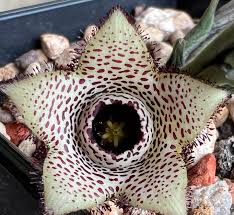 Image result for Orbea paradoxa