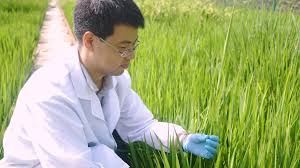 Carbamide and thiocarbamide decreased the resistance of apple to apple scab when infiltrated into apple leaves prior to infection with the disease. Agrobacterium Mediated Genetic Transformation Transgenic Production And Its Application For The Study Of Male Reproductive Development In Rice Protocol Translated To German