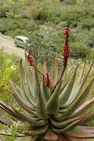 Image result for Asphodelaceae