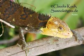 Image result for Polychrus liogaster