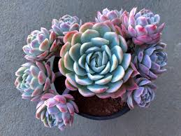 By characteristics or by cultivar name. Echeveria Elegans Succulents
